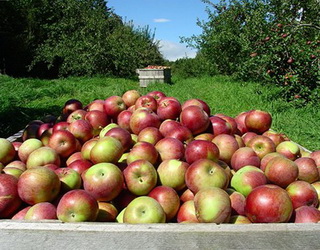 Цього року врожай яблук очікується на рівні 1-1,1 млн тонн